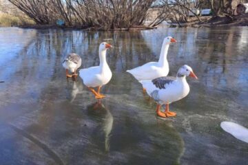 (Mención a Entre Ríos) CABA y 9 provincias en alerta roja por frío extremo: hasta cuándo seguirá la ola polar en el país