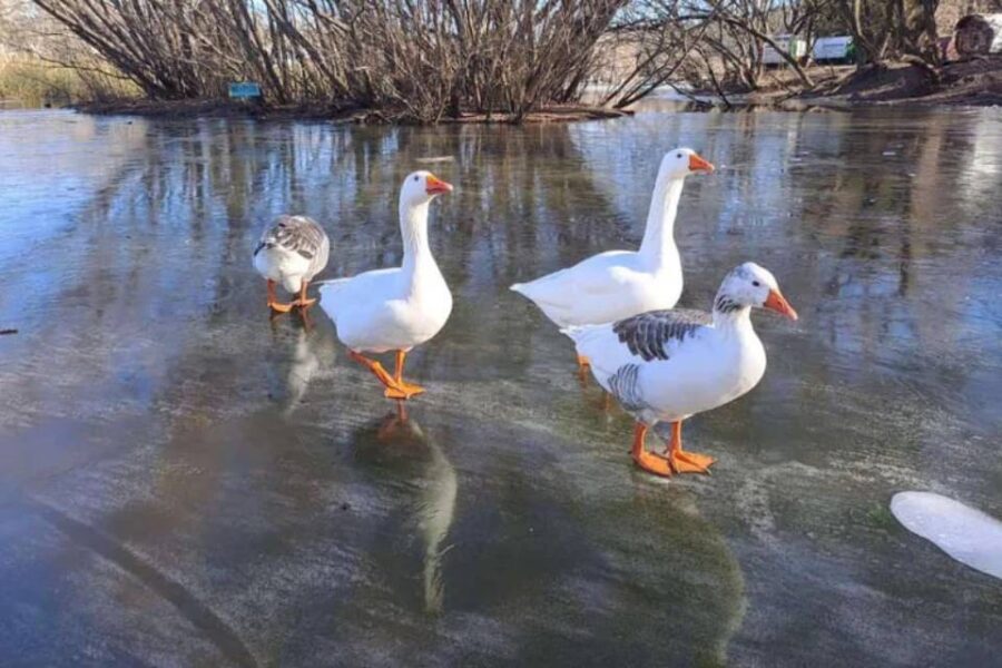 (Mención a Entre Ríos) CABA y 9 provincias en alerta roja por frío extremo: hasta cuándo seguirá la ola polar en el país