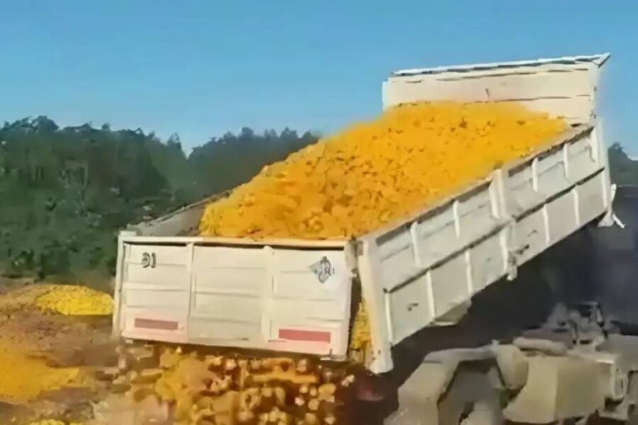 Productores entrerrianos descartan camiones de fruta por la recesión: “Por la caída en el consumo debió tirarse”