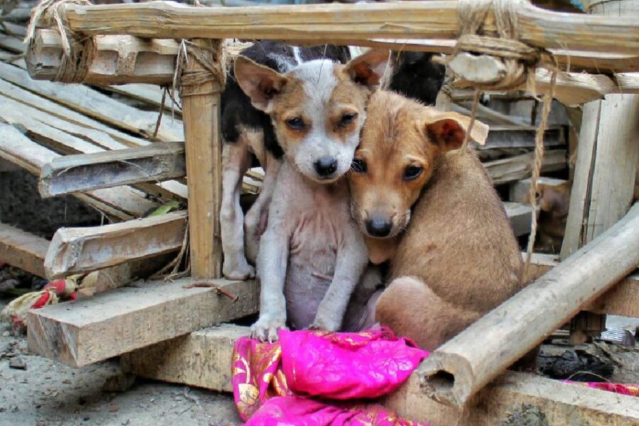 Promueven eutanasia o faena de animales sueltos en Concordia