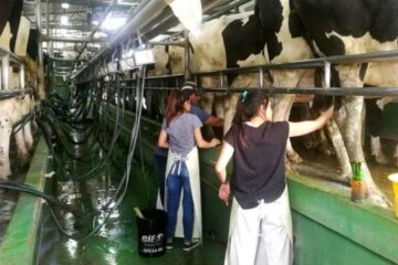 Crisis en la industria láctea: Entre Ríos es la provincia en la que más tambos se cerraron