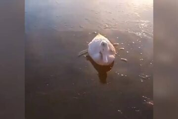 (Mención a Entre Ríos) Animales congelados por el frío extremo, una de las tristes postales que deja la ola polar en la Argentina