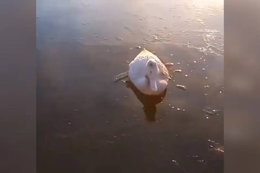 (Mención a Entre Ríos) Las crudas imágenes de animales congelados por el frío extremo: 11 provincias continúan con alerta roja