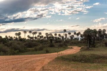 (Mención a Entre Ríos) La batalla contra las especies invasoras en Argentina