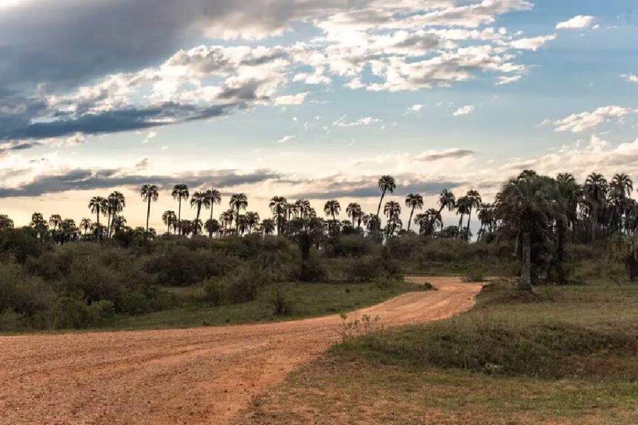 (Mención a Entre Ríos) La batalla contra las especies invasoras en Argentina