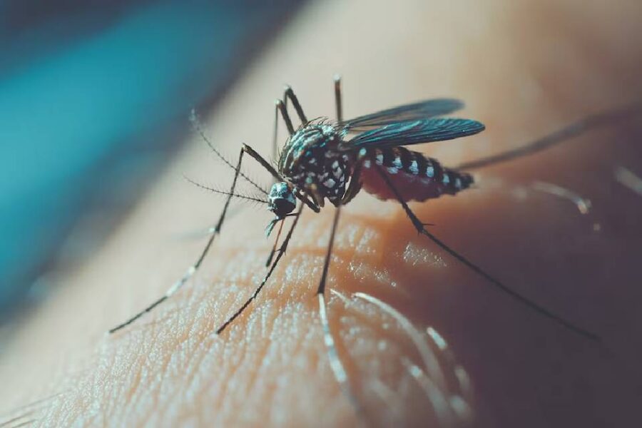 (Mención a Entre Ríos) Altas temperaturas, lluvias y dengue: cómo el clima podría impulsar el aumento de casos en Argentina