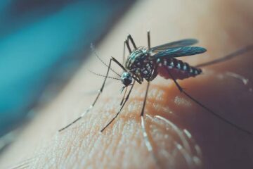 Detectaron el primer caso de dengue de la temporada en Entre Ríos: buscan determinar si es autóctono