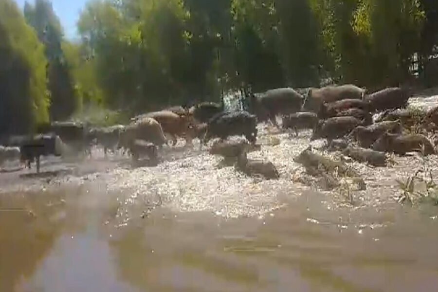 Impactante: la invasión de animales salvajes arrasa con la producción y causa estupor en el campo