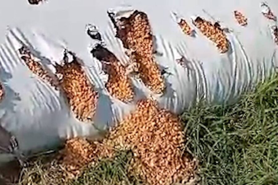 (Mención a Entre Ríos) Siguen los ataques de jabalíes a silobolsas en el campo y hay pérdidas millonarias por la plaga