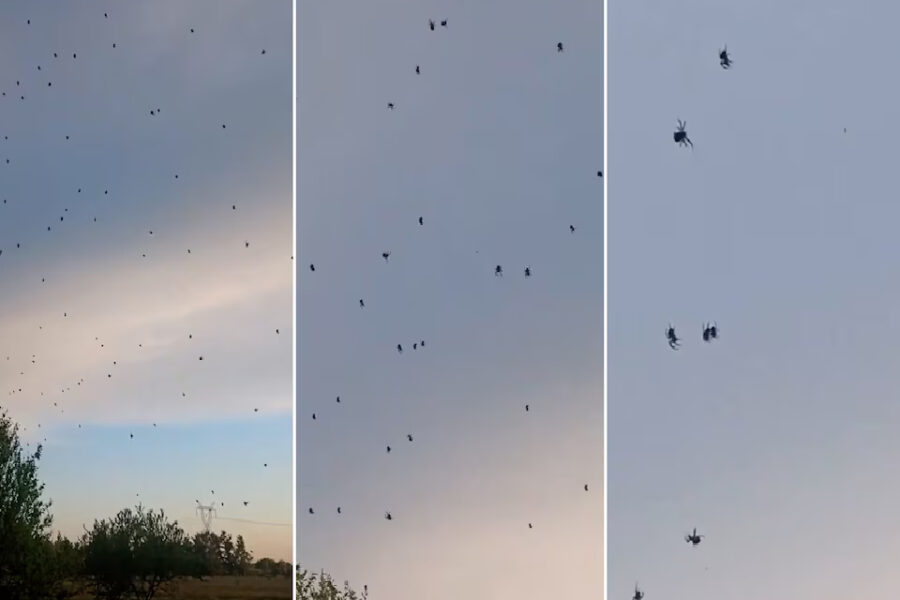 Viajó a Entre Ríos y encontró un “campo de arañas” en un atardecer que parecía salido de una película de terror