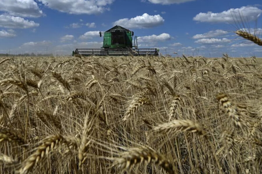 (Mención a Entre Ríos) Tras las lluvias, mejora la condición del trigo
