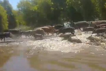 (En Entre Ríos) Avanza un proyecto de ley para declarar plaga a varias especies exóticas que afectan al campo