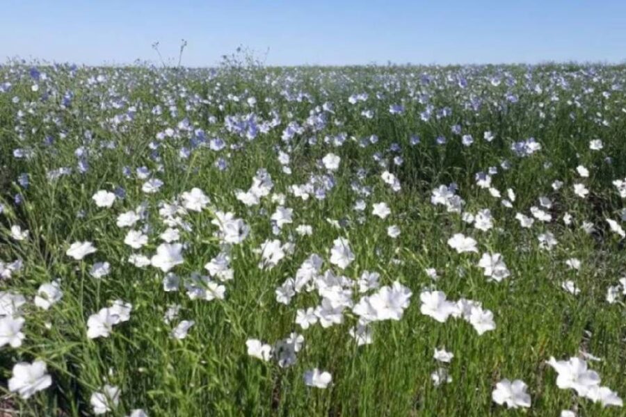 (Datos de la Bolsa de Cereales de Entre Ríos) ¿Qué pasó con el lino? La decadencia de un cultivo olvidado