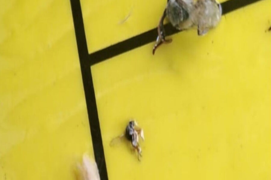 La “chicharrita” reapareció en distintas localidades de Entre Ríos