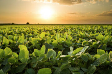 (Mención a Entre Ríos) Se reducen las proyecciones de producción de soja y maíz