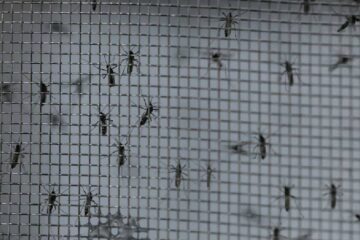 Crece la preocupación por los mosquitos en Entre Ríos: qué dijeron las autoridades sobre el dengue