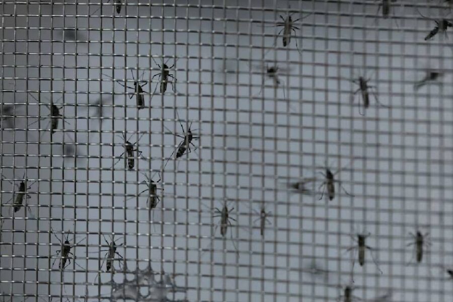 Crece la preocupación por los mosquitos en Entre Ríos: qué dijeron las autoridades sobre el dengue