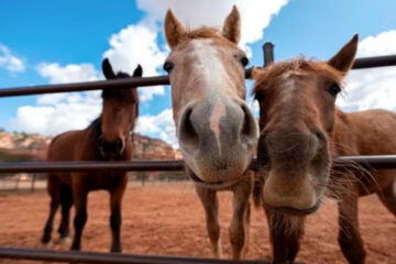 (Mnción a Entre Ríos) Nuevos controles marcan un antes y un después en el bienestar de los caballos