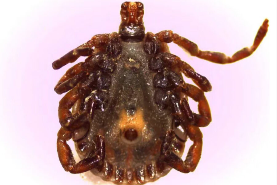 Detectan una peligrosa garrapata en Entre Ríos: ¿qué es la fiebre manchada y cómo afecta a los humanos?