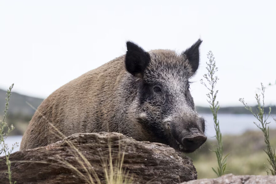 (Mención a Entre Ríos) El lado oscuro de la naturaleza: cómo las especies invasoras arrasan con Argentina