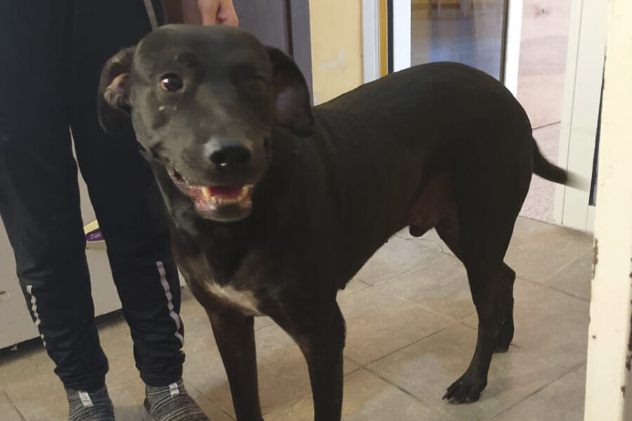 Jornada de atención veterinaria