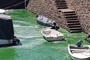 (En Entre Ríos) Tras la aparición de “carpinchos verdes” en Concordia, la invasión de cianobacterias se extendió en el Río Uruguay
