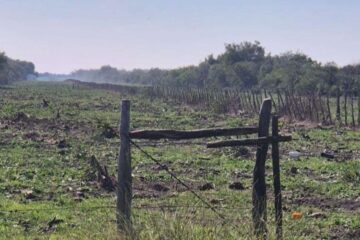 Cese del desmonte en Espinal Entrerriano y reconocimiento de responsabilidad ambiental tras fallo judicial