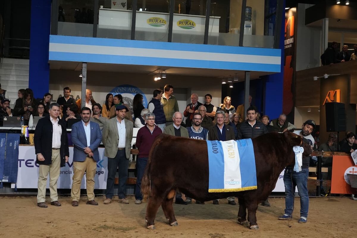 La Alianza y Quequén Sur se consagraron campeones en la Expo Angus Otoño Indoor