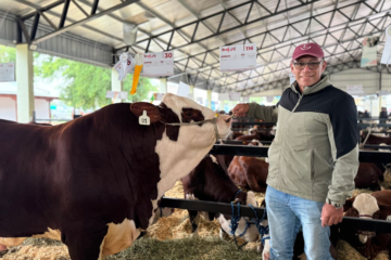 Los reyes de la frutilla buscan la gloria en el ruedo de los toros
