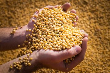 CRA cuestiona sistema para semillas mientras empresas del sector destacan su previsibilidad