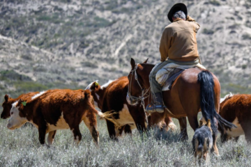 Organismo internacional destaca la estrategia argentina en la lucha contra la fiebre aftosa