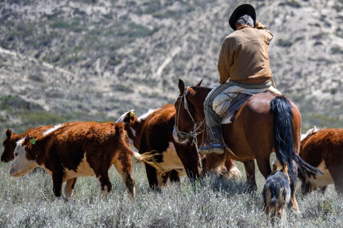 Organismo internacional destaca la estrategia argentina en la lucha contra la fiebre aftosa