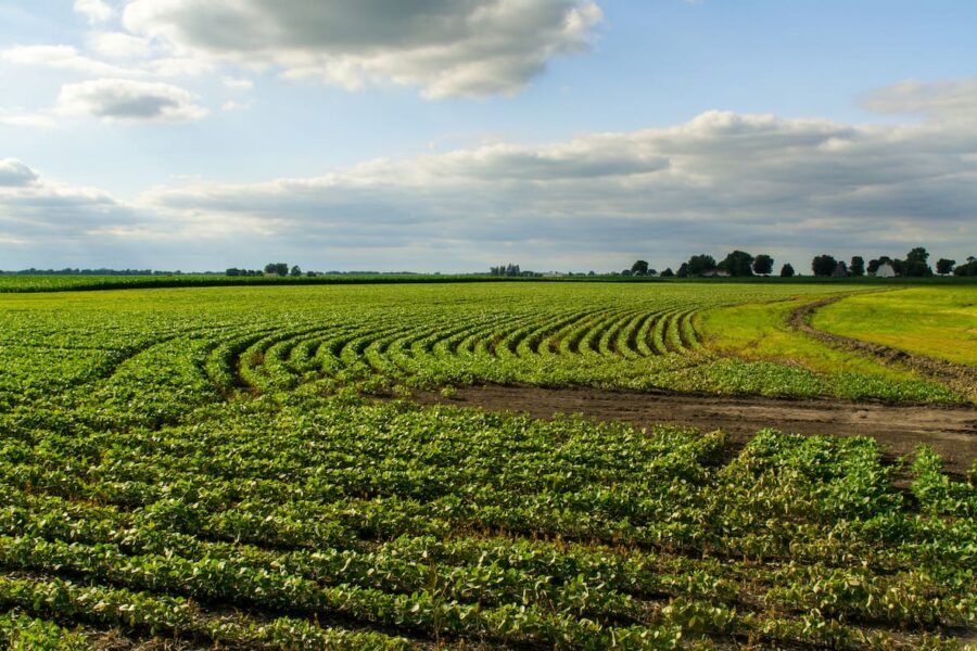 Números claves para la soja ante el aumento de retenciones que comenzará en julio