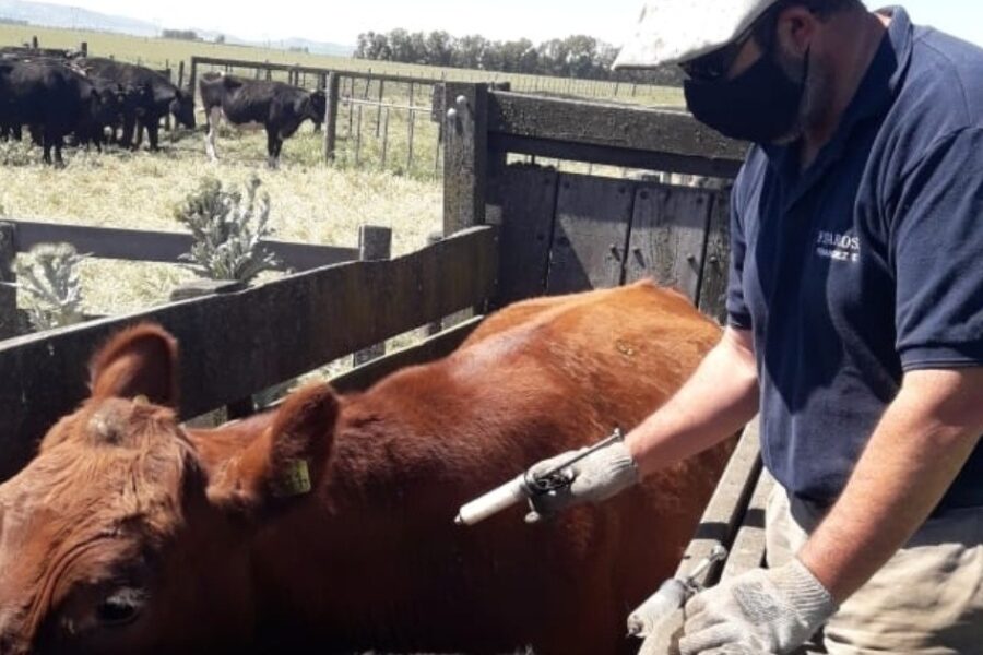 Gobierno da luz verde a la importación de vacunas contra la aftosa y estima un ahorro de 100 millones de dólares