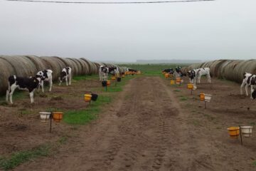 Superaron dificultades como empresa gracias a una gestión eficiente