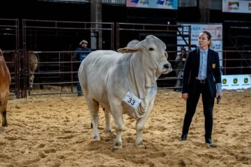 Jura ganadera nocturna marca un hito en el país con la participación de una experta brasileña