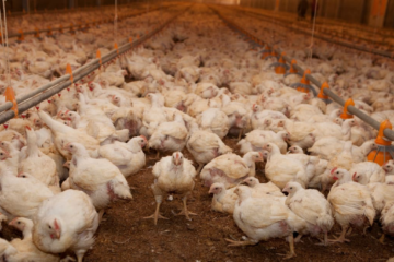 Argentina detiene importaciones de carne aviar de Brasil por caso de influenza patógena