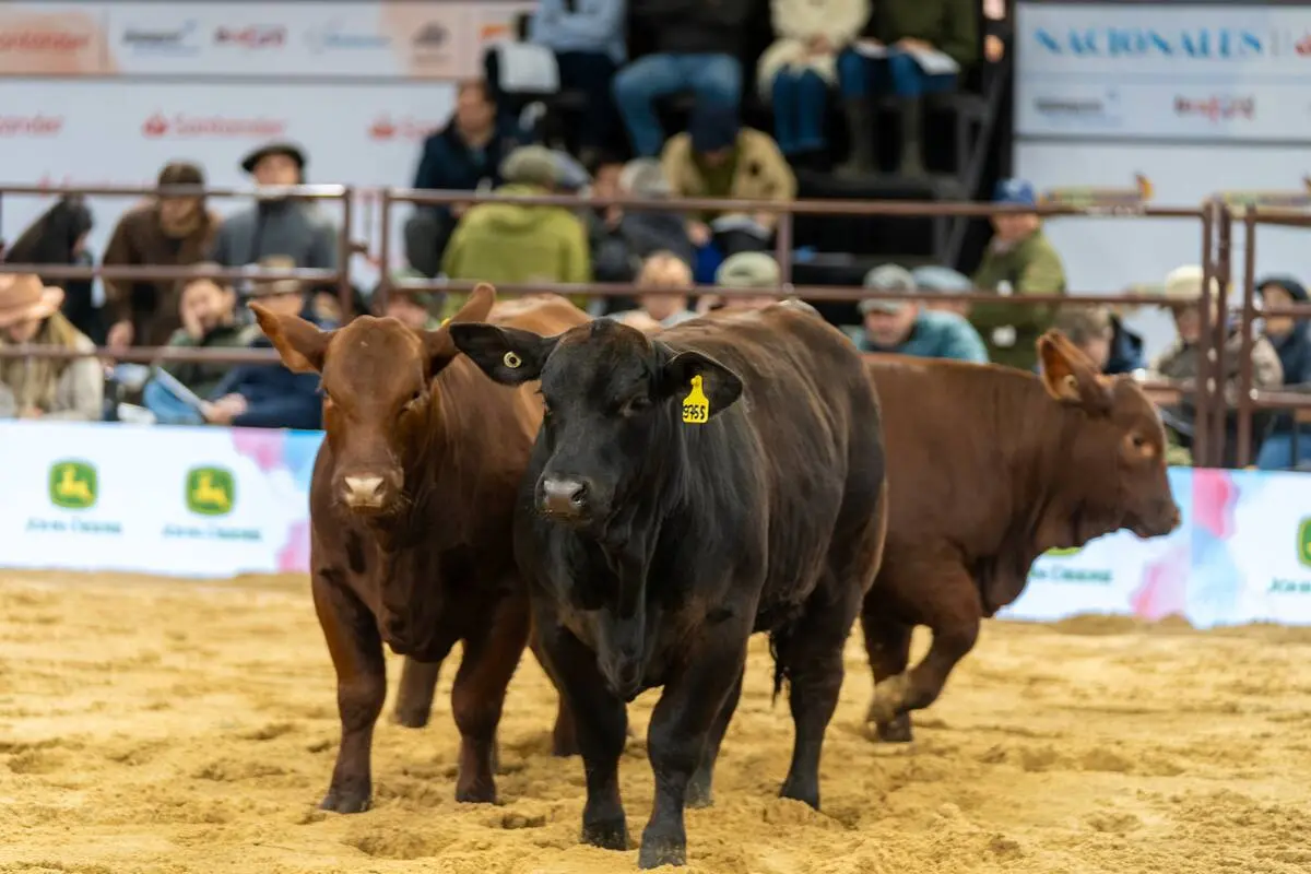 Ganadería en el norte: un momento único que impulsa a todos a invertir en el negocio