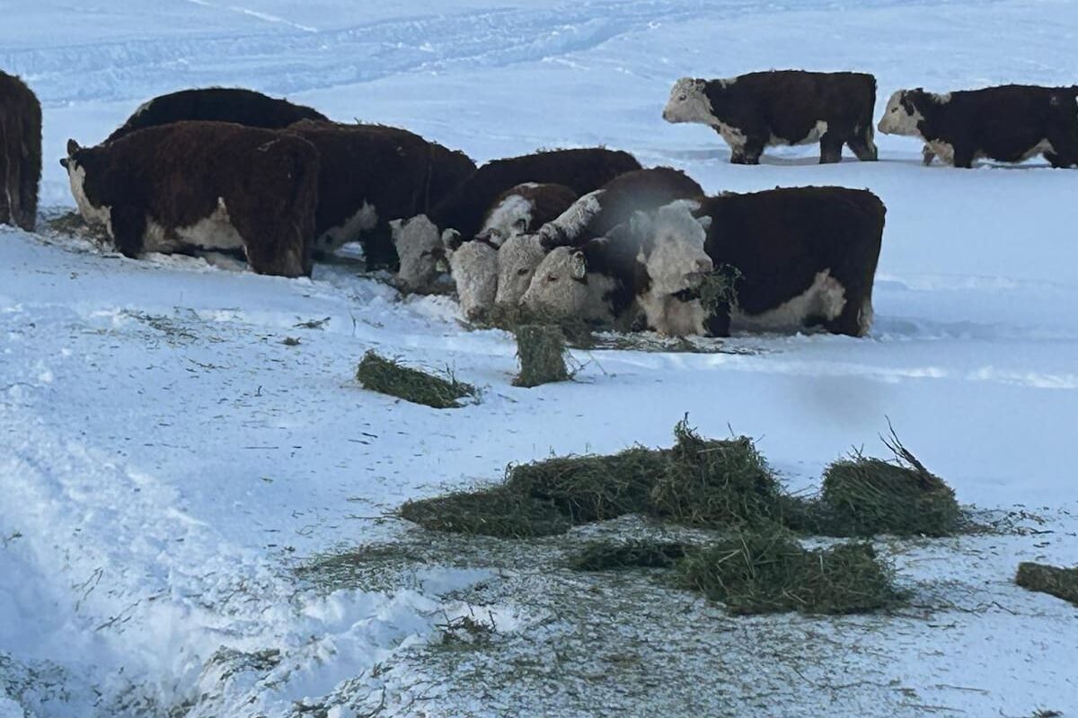 Gobierno enfrenta solicitud unánime para derogar permiso de ingreso de carne con hueso a la Patagonia