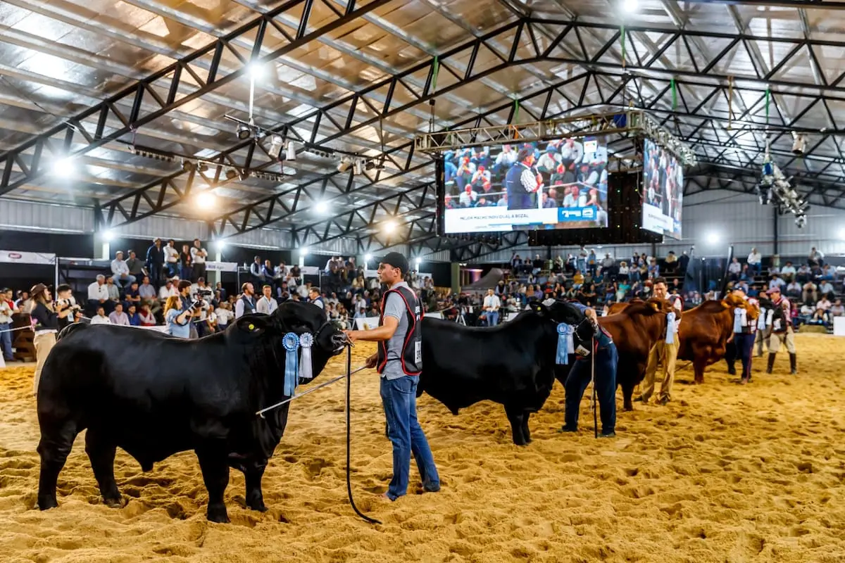 agenda de remates de la cumbre de ganadería en corrientes esta semana