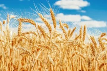 Guía completa para la siembra de trigo con consejos prácticos