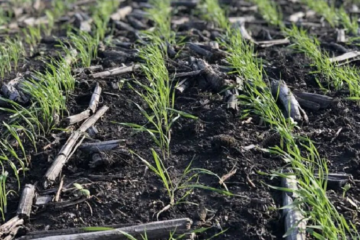 Buen tiempo impulsa siembra de trigo y cebada en el sur agrícola, mientras se avanza en la cosecha de soja y maíz.
