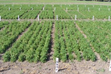 El cultivo que atrae a los inversores en Argentina y podría transformar la industria al superar sus desafíos actuales