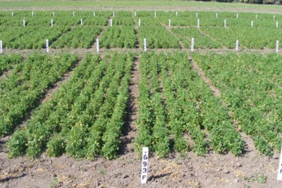 El cultivo que atrae a los inversores en Argentina y podría transformar la industria al superar sus desafíos actuales