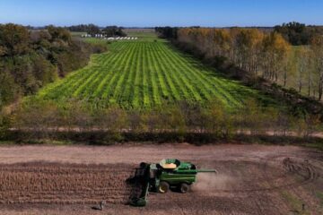 Gobierno anuncia aumento de retenciones a la soja y el maíz a partir del 1° de julio tras publicación oficial