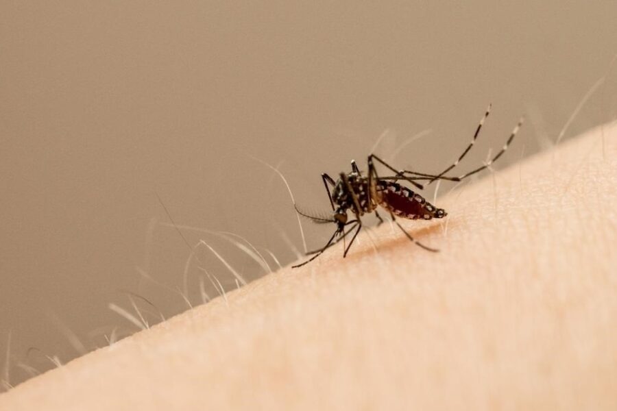 Chanchita: nuevos aliados en la batalla contra los mosquitos en el ecosistema acuático de los peces guardianes