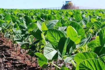 Suben retenciones para soja y maíz