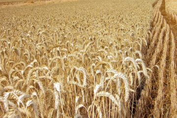 Oficializan prórroga de retenciones reducidas para trigo y cebada en el sector agrícola