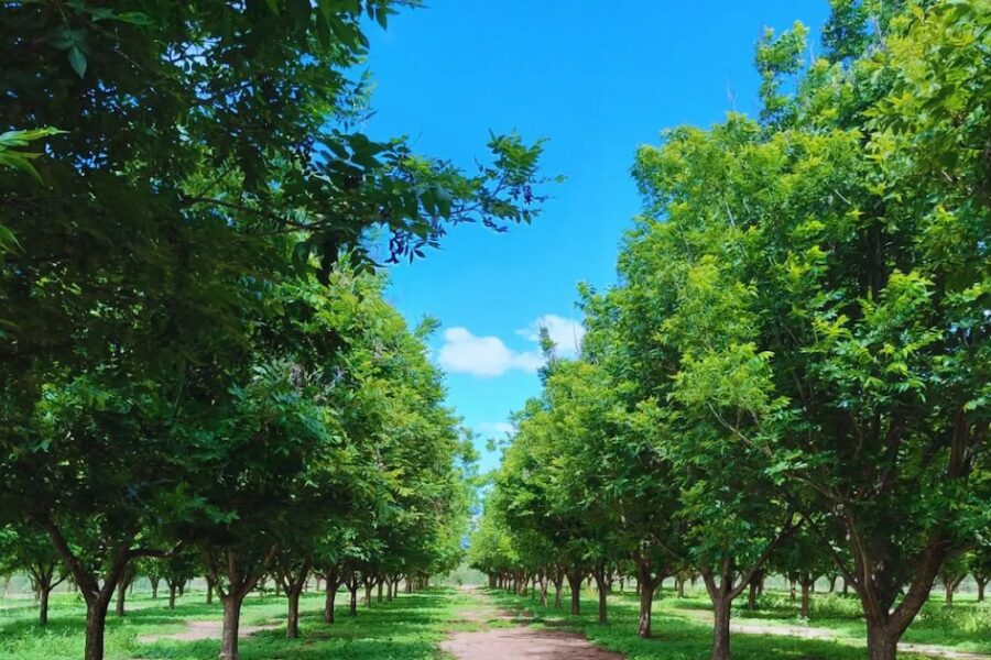 Desarrollan escala para medir enfermedad emergente y proteger la salud del PECÁN en la agricultura moderna