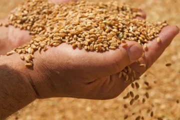 Inicio de la siembra de trigo en la región: expectativas y pronósticos para la nueva temporada agrícola